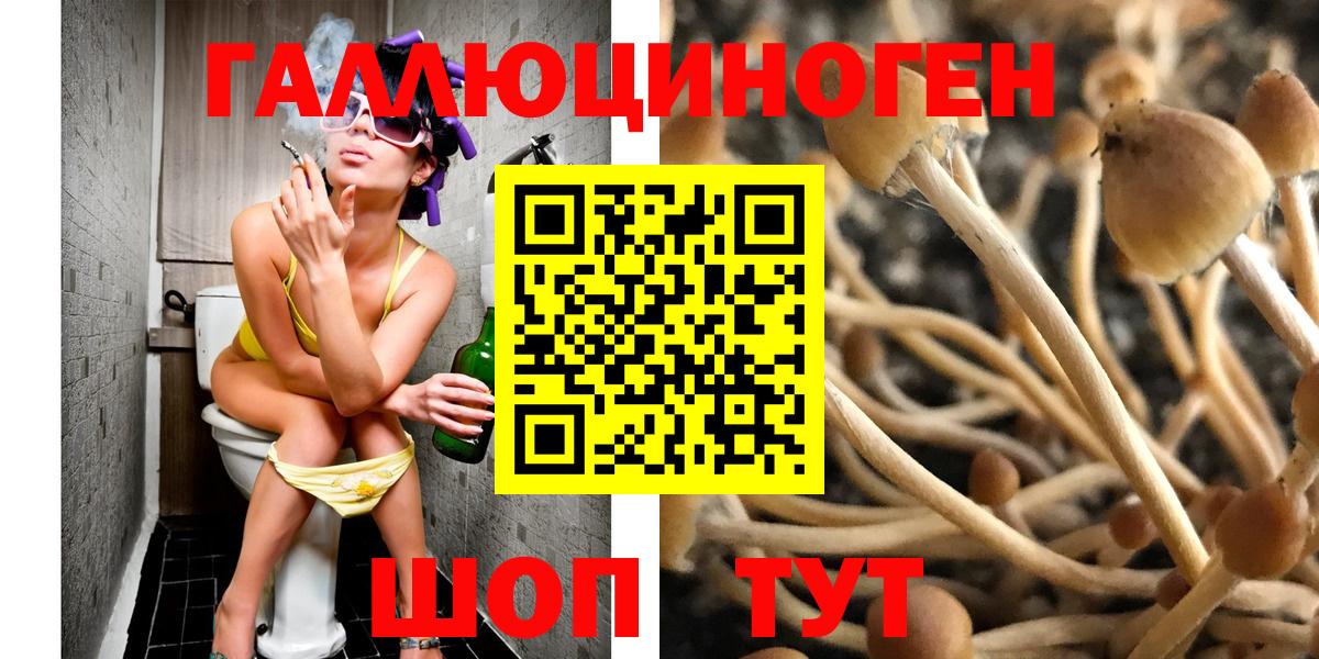 Псилоцибиновые грибы GOLDEN TEACHER  Вход с VPN  Псилоцибиновые грибы Psilocybine cubensis  Ачхой-Мартан 